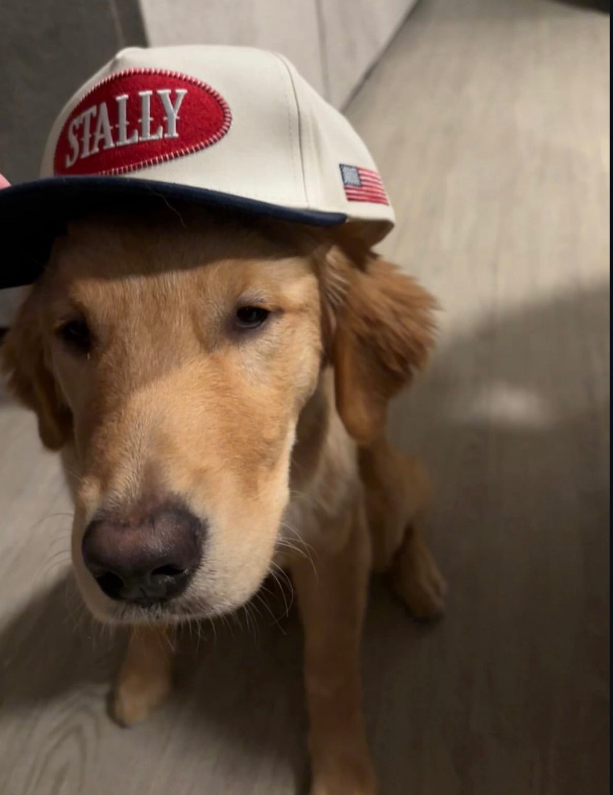 Dog wearing an All American STALLY hat