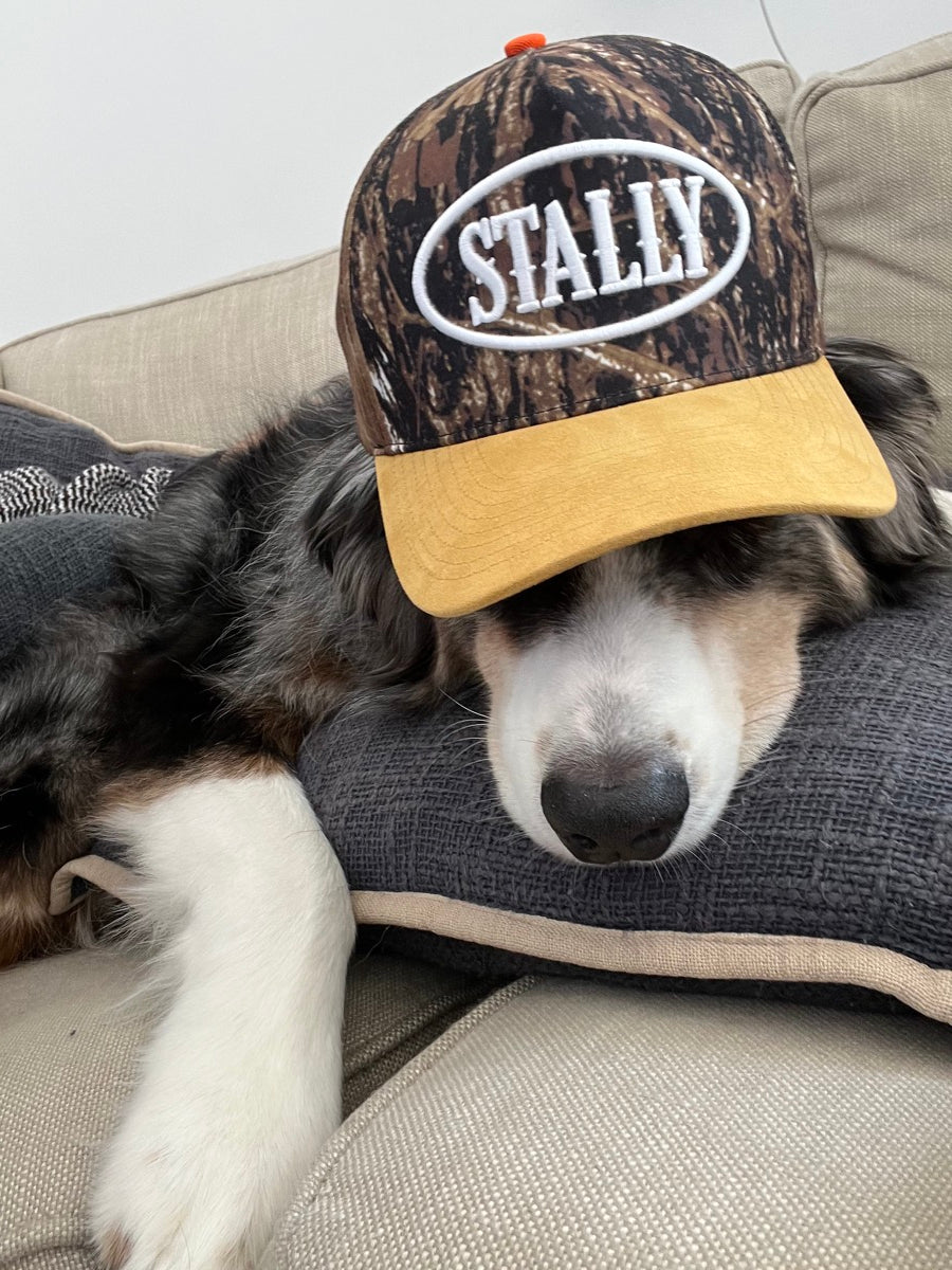 Dog wearing a CAMO STALLY hat