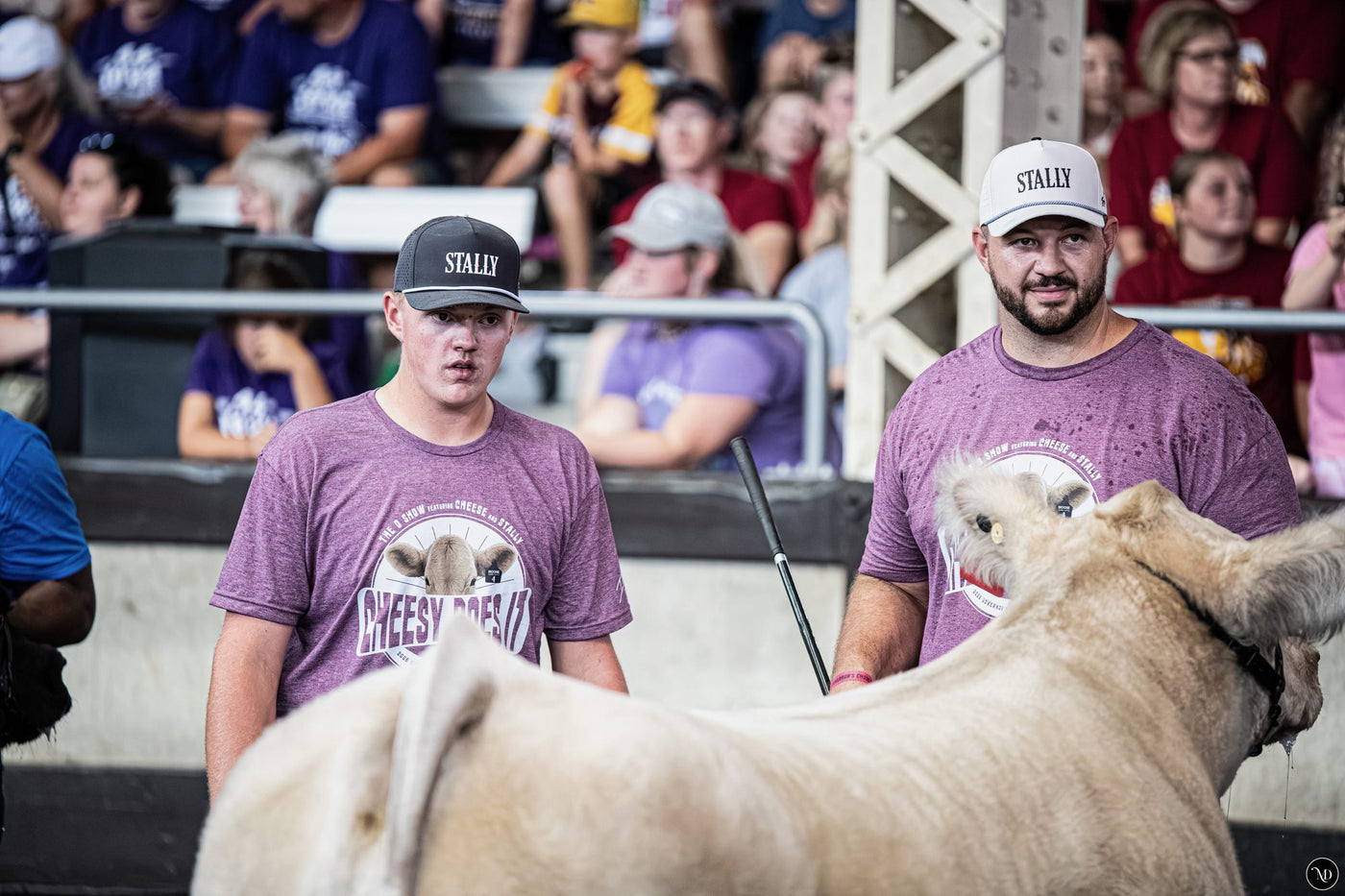 The young exhibitor and Ike, both in STALLY caps, beside their steer in the show ring