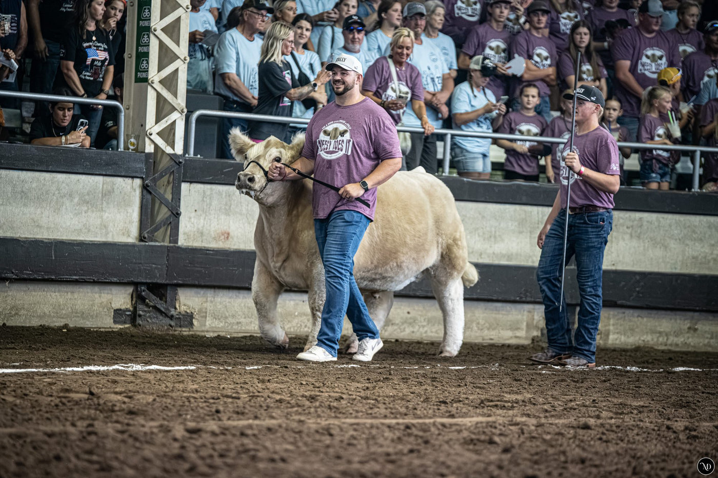 Ike leading their white steer around the show ring, the young exhibitor following with a show stick, the stands full of purple shirts